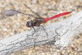 Orthetrum villosovittatum male-4